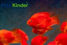 parrot cichlid