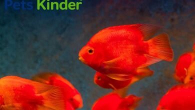 parrot cichlid