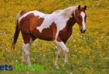 Pinto Horse