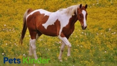Pinto Horse