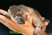 Platypus