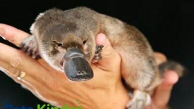 Platypus
