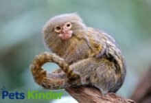 Pocket monkey