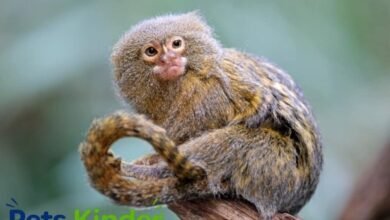 Pocket monkey