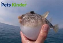 Puffer Fish
