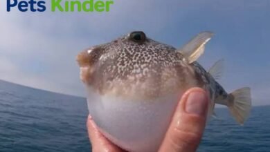 Puffer Fish