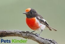 Red Robin Bird