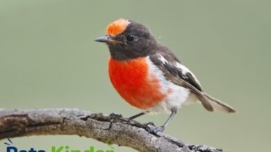 Red Robin Bird