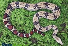 Red Tail Boa