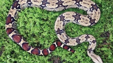 Red Tail Boa