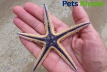 Royal Starfish