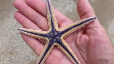 Royal Starfish