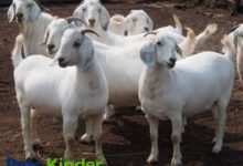 Savannah goats