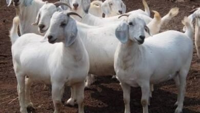 Savannah goats