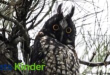 Stygian Owl