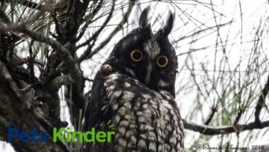Stygian Owl