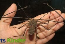 tailless whip scorpion