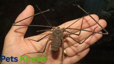 tailless whip scorpion