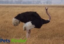 The Ostrich