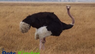 The Ostrich