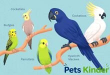 types of parrots