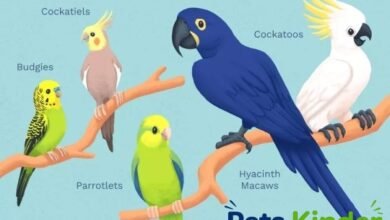 types of parrots
