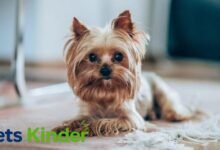 Yorkshire Terrier for sale
