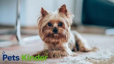 Yorkshire Terrier for sale