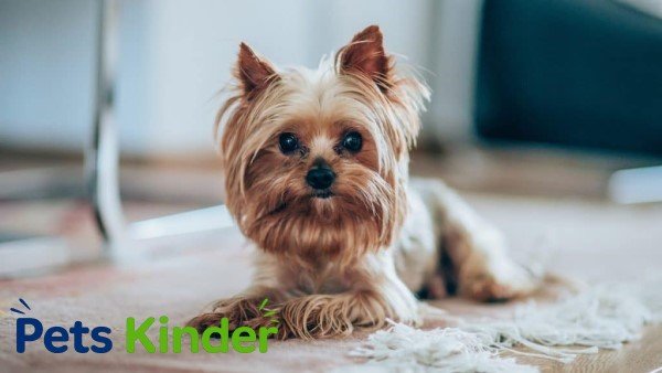 Yorkshire Terrier for sale