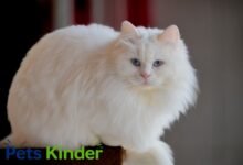 Angora cats