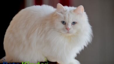 Angora cats