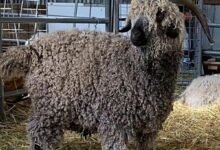angora goat