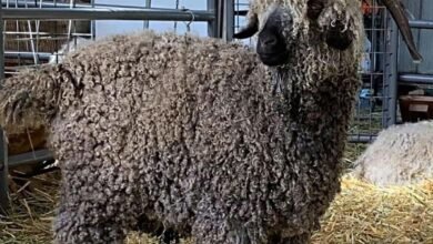 angora goat