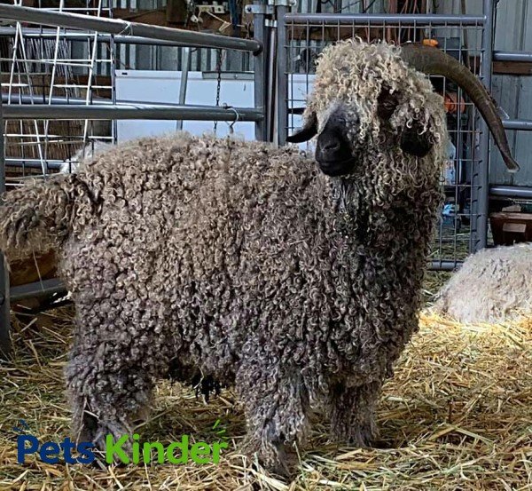 angora goat