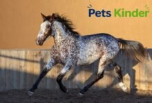 appaloosa horse