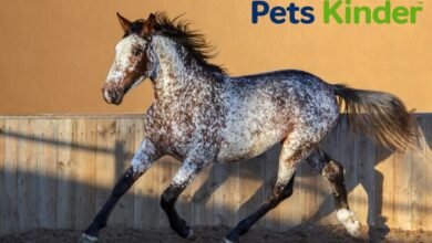 appaloosa horse