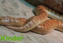 arabian sand boa