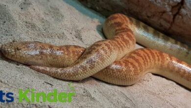 arabian sand boa