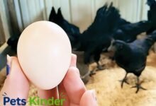 ayam cemani eggs