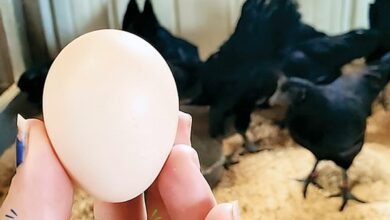ayam cemani eggs