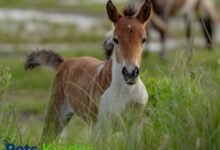 baby horse