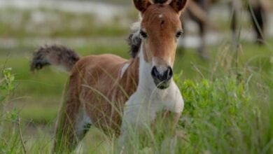 baby horse