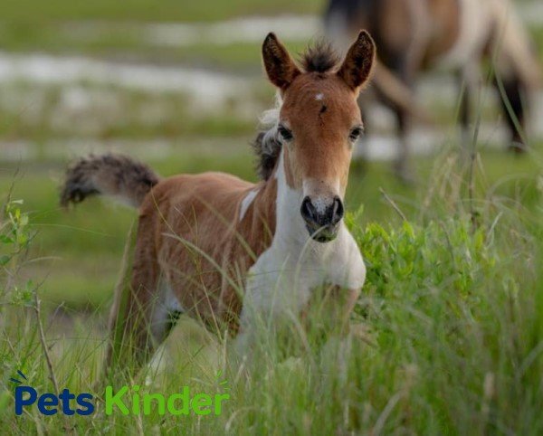 baby horse