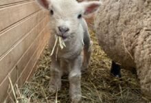 babydoll sheep