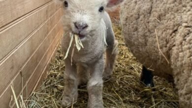 babydoll sheep
