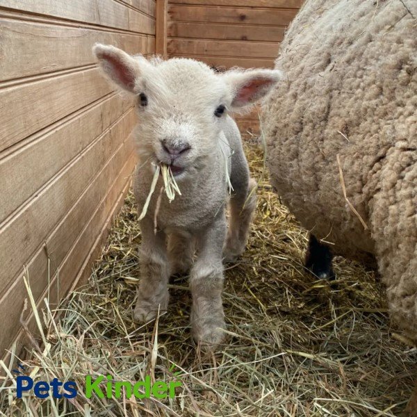 babydoll sheep