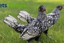bantam chickens