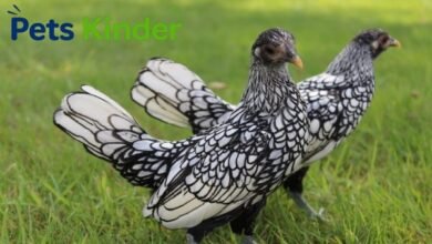 bantam chickens