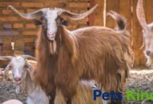 bearded goat