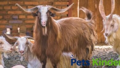 bearded goat